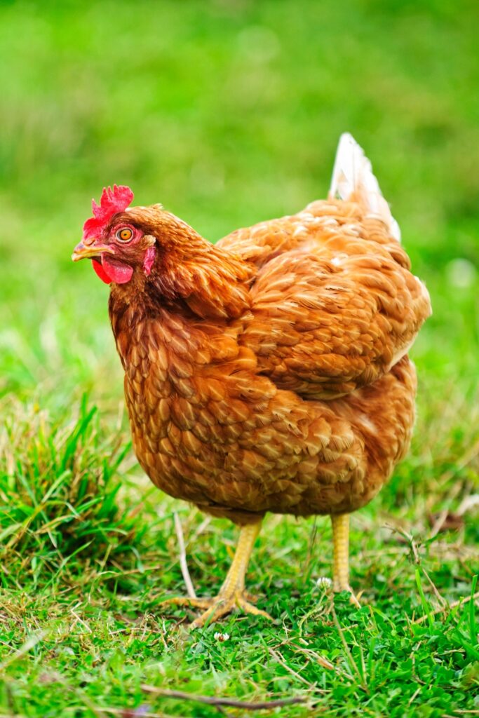 10 Chicken Breeds For Your Farm