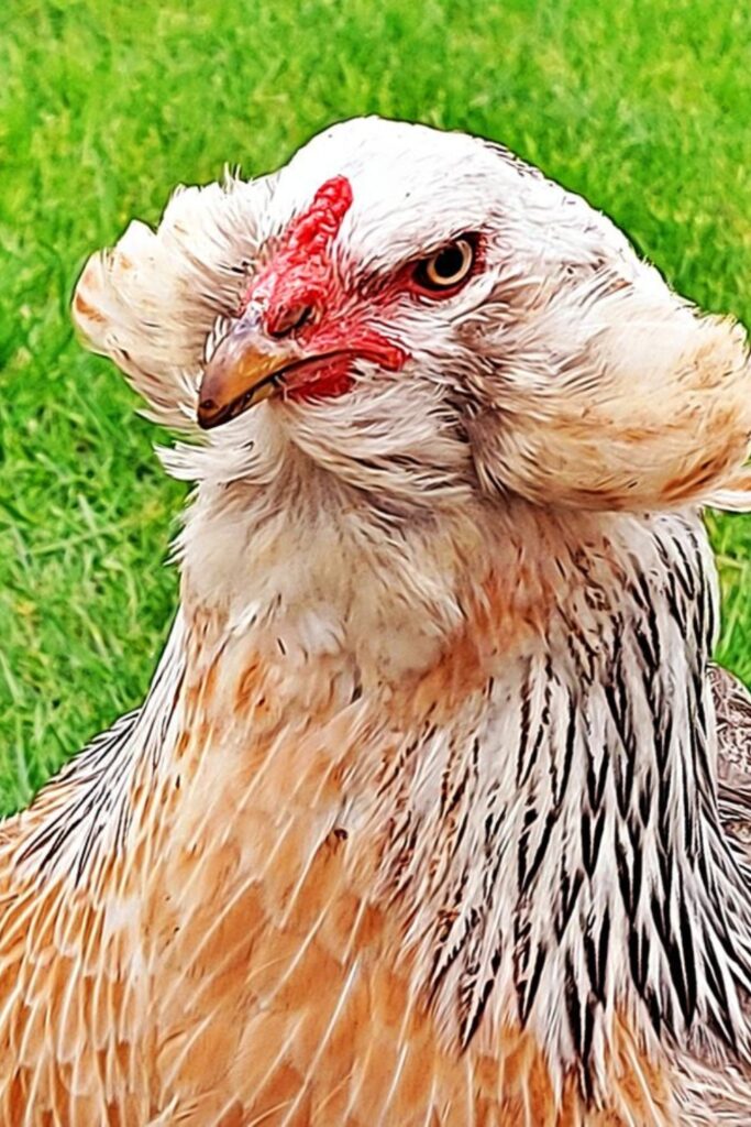 10 Chicken Breeds For Your Farm