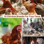 10 Chicken Breeds For Your Farm