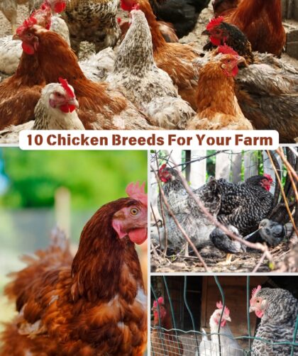 10 Chicken Breeds For Your Farm