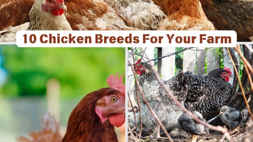 10 Chicken Breeds For Your Farm