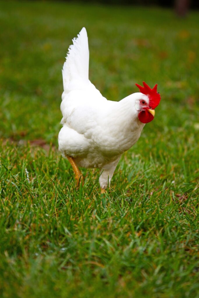 10 Chicken Breeds For Your Farm