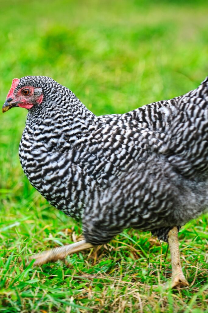 10 Chicken Breeds For Your Farm