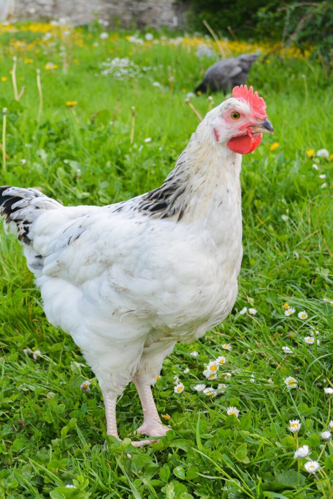 10 Chicken Breeds For Your Farm