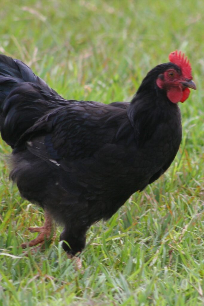 10 Chicken Breeds For Your Farm