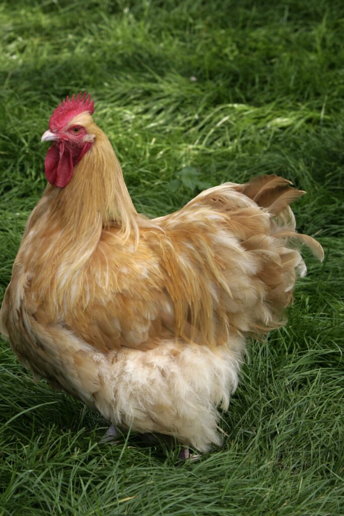 10 Chicken Breeds For Your Farm