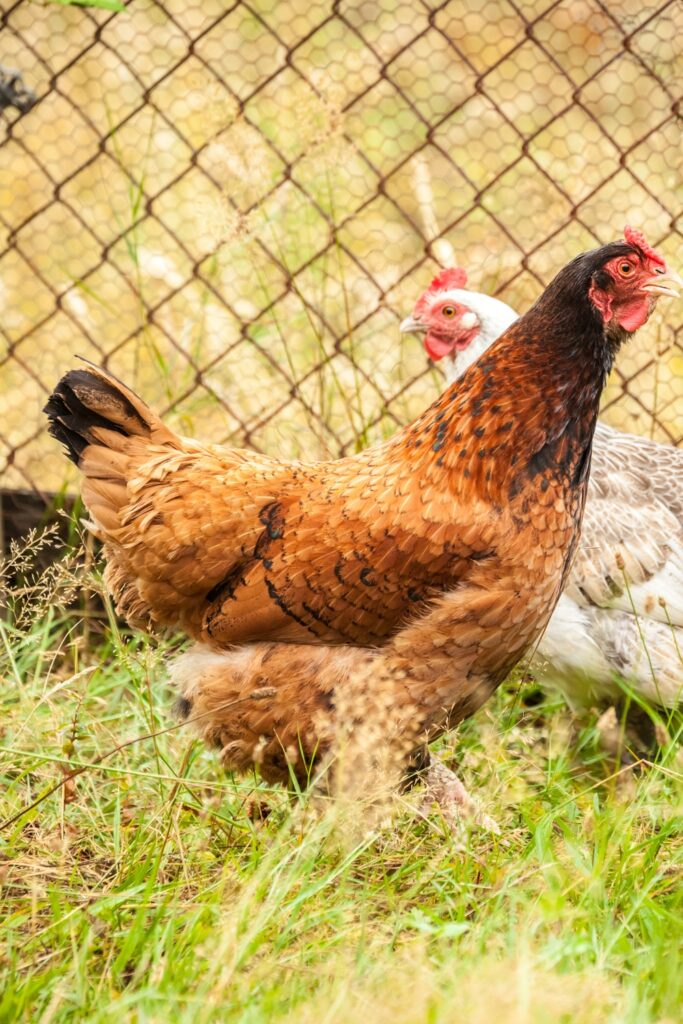 10 Chicken Breeds For Your Farm