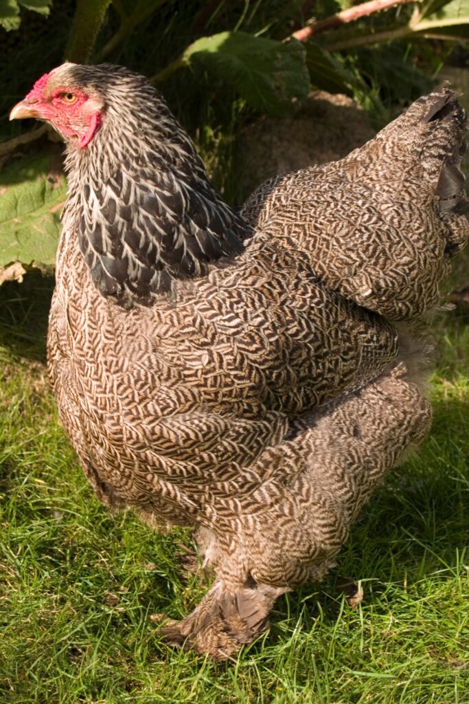 10 Chicken Breeds For Your Farm