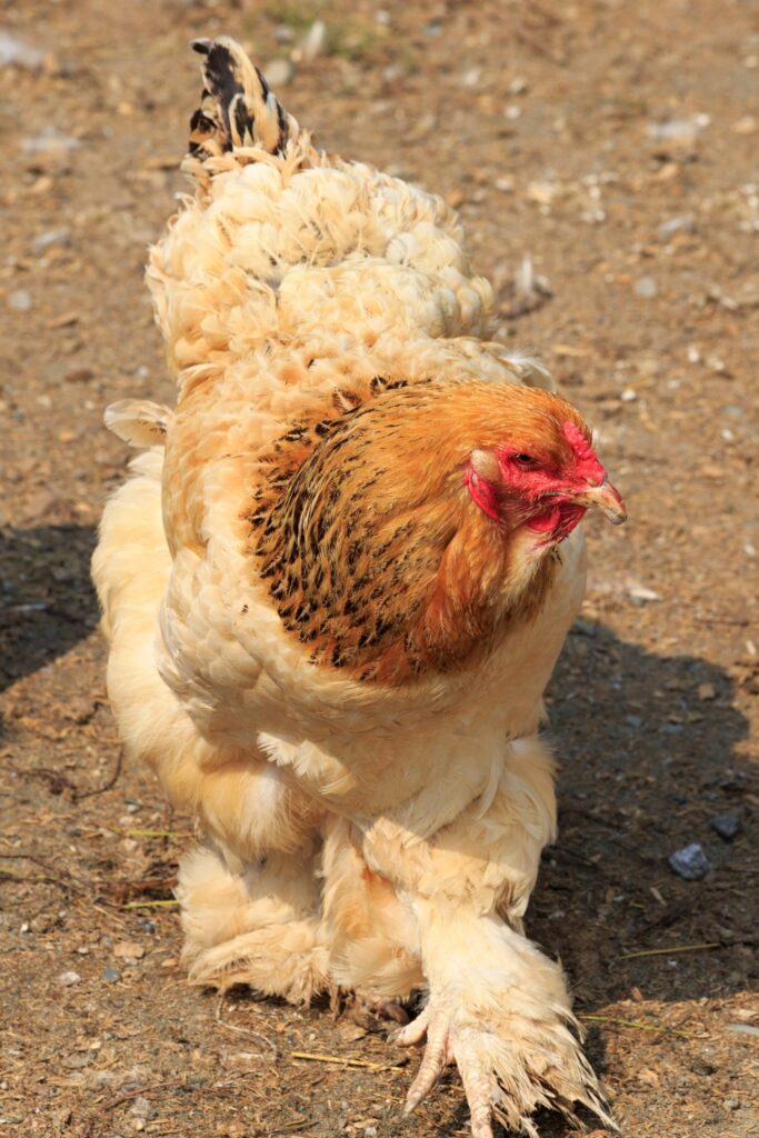 10 Chicken Breeds For Your Farm